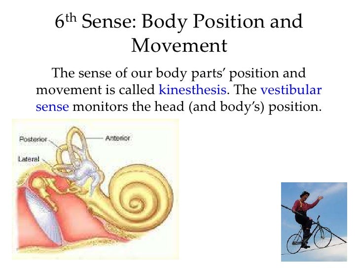kinesthesis and vestibular Vocab kinesthesis: system for sensing the position and movement of individual body parts vestibular sense: sense of body movement and position, including sense of. kinesthesis and vestibular Vocab kinesthesis: system for sensing the position and movement of individual body parts vestibular sense: sense of body movement and position, including sense of.